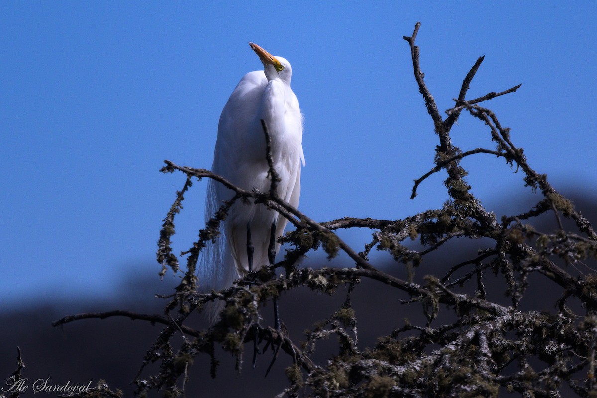 Great Egret - ML642011919