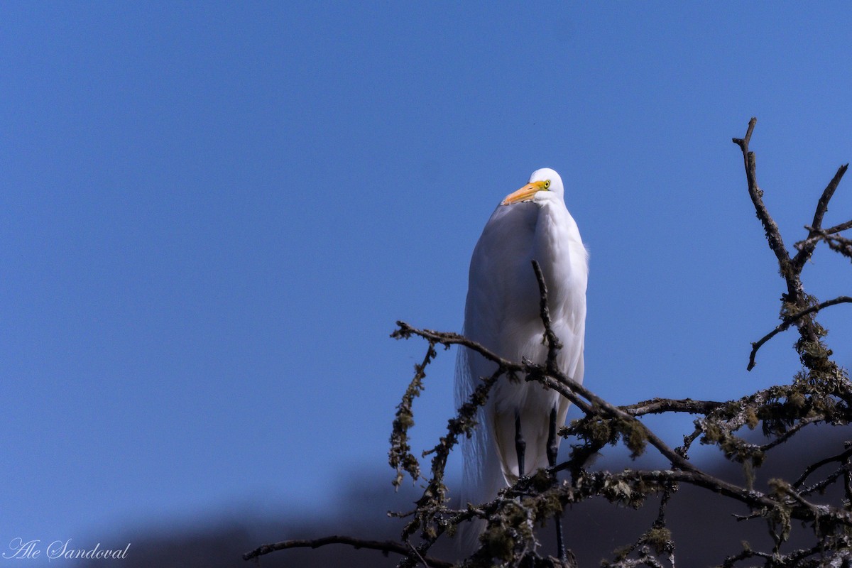 Great Egret - ML642011921