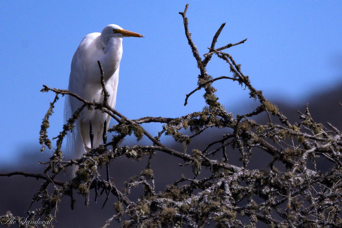 Great Egret - ML642011922
