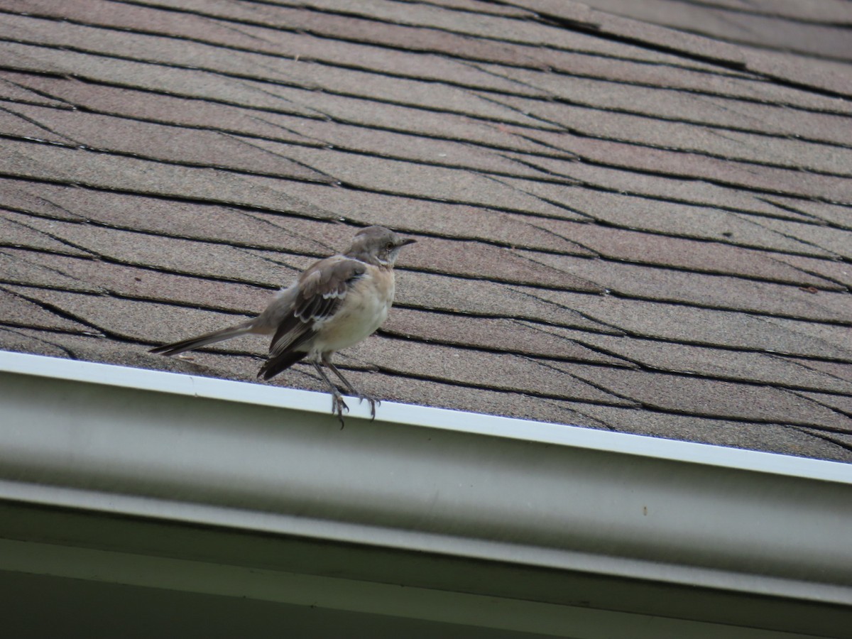 Northern Mockingbird - ML642011923