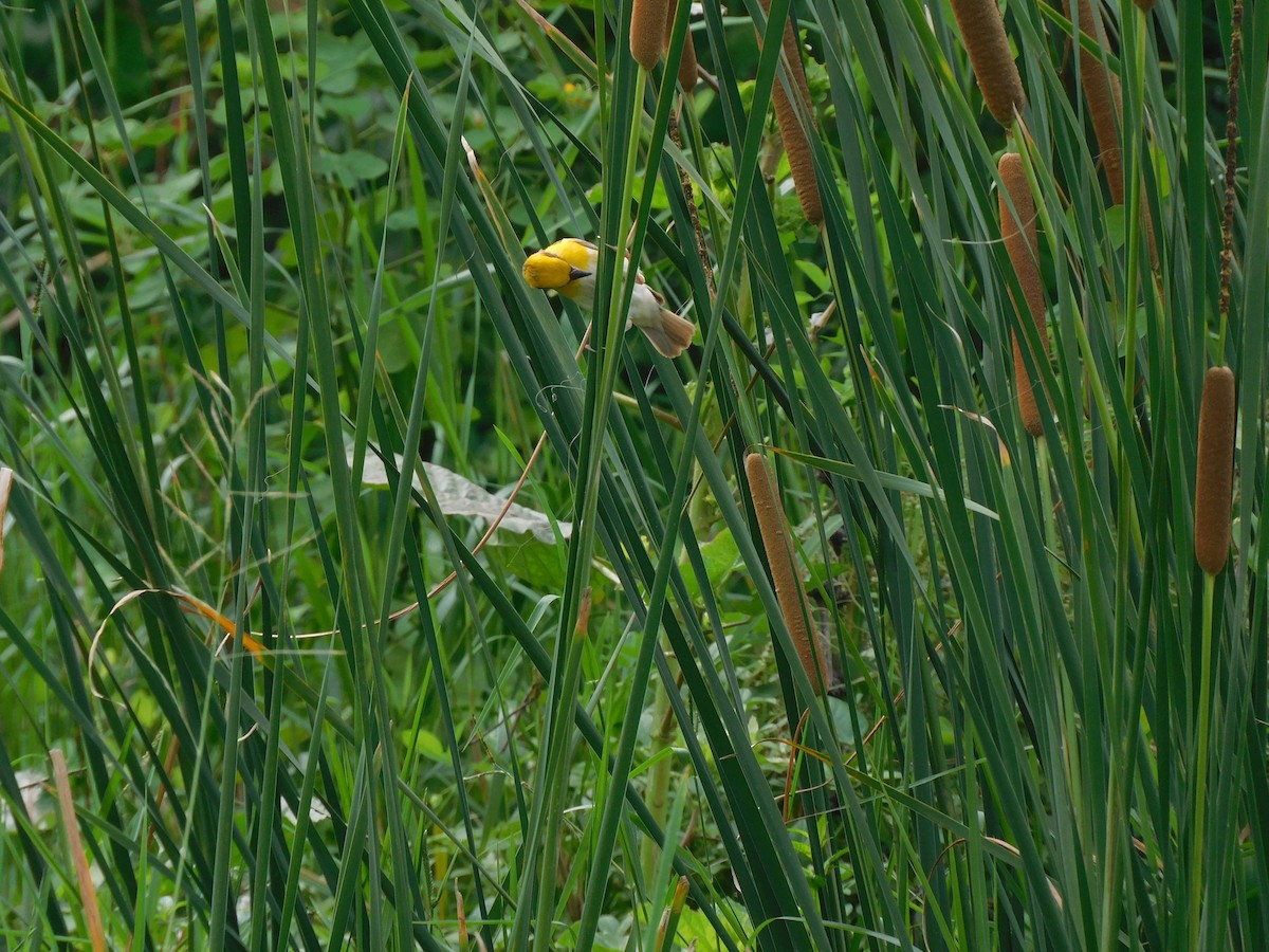 Baya Weaver - ML642011926