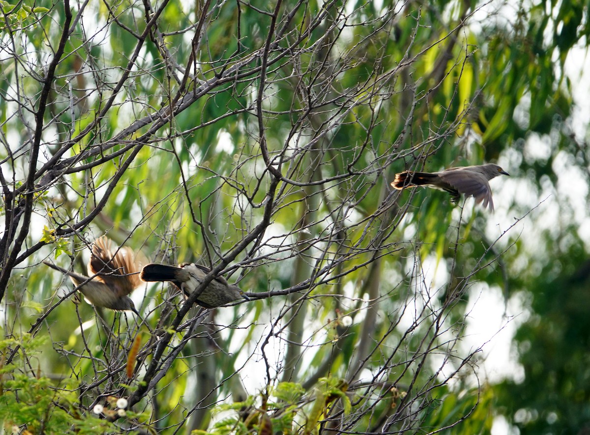 Brown Babbler - ML642011927