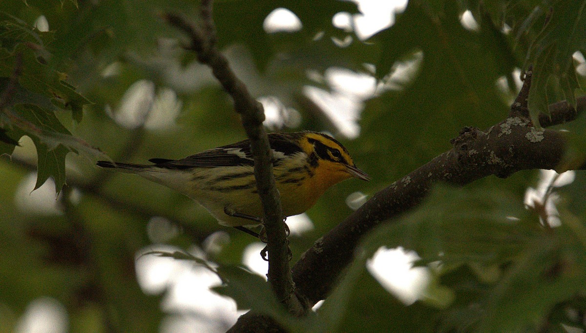 Blackburnian Warbler - ML642011928