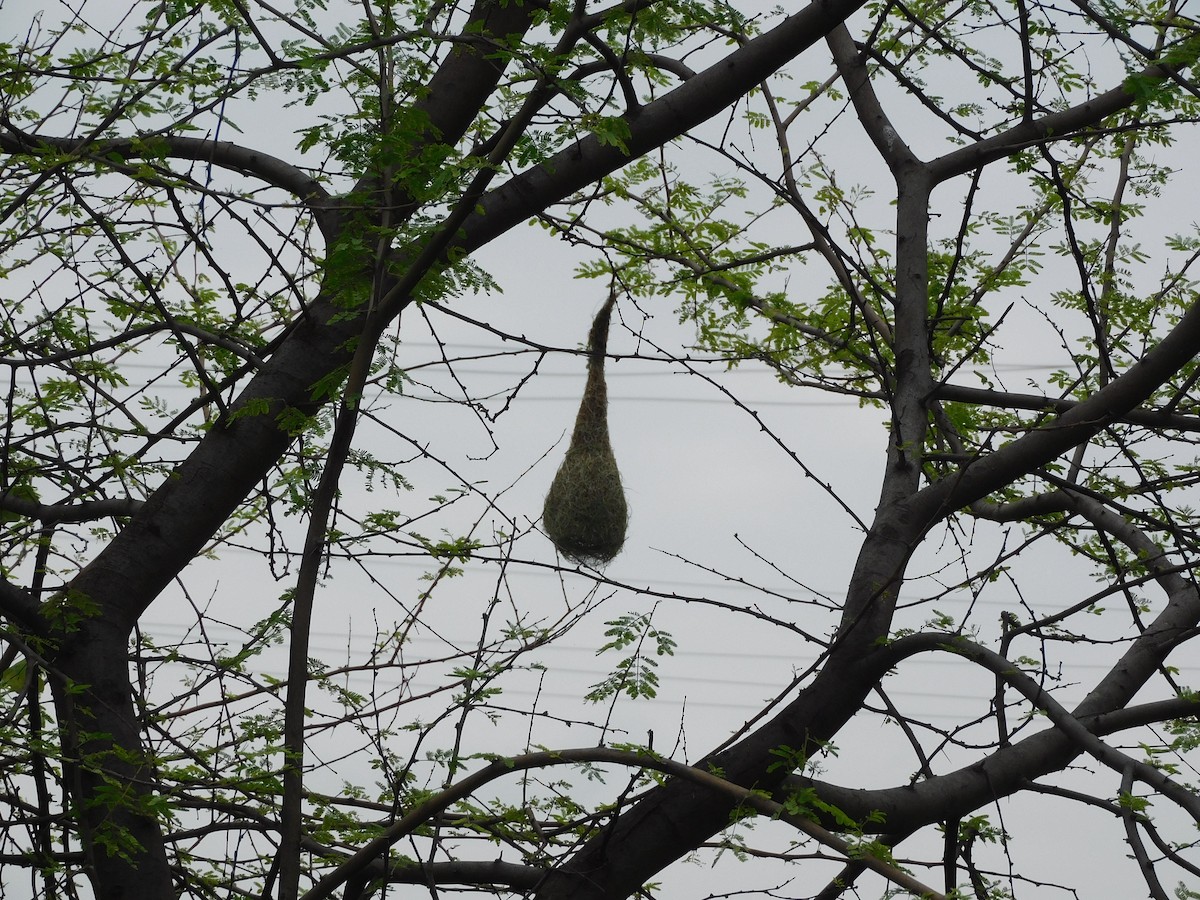 Baya Weaver - ML642011929