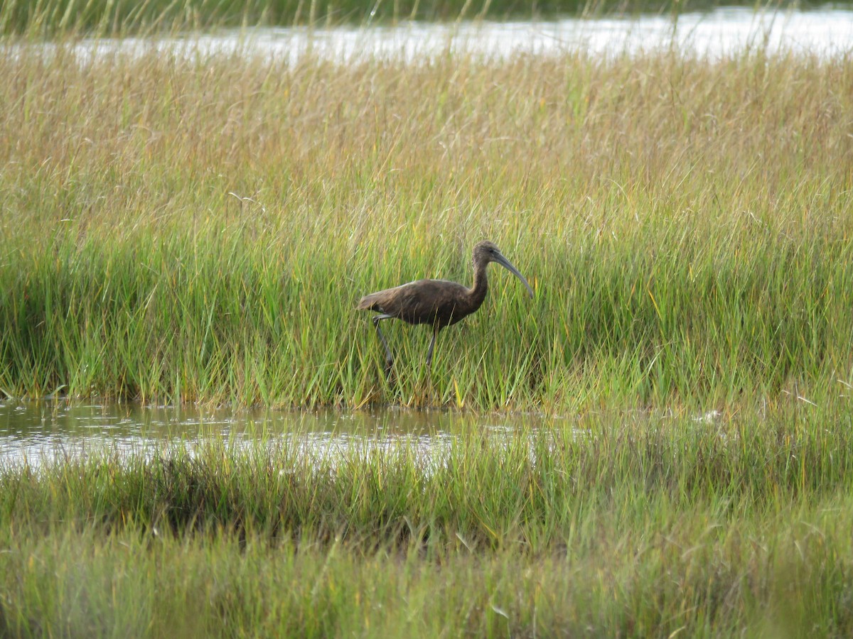 Glossy Ibis - ML642011930