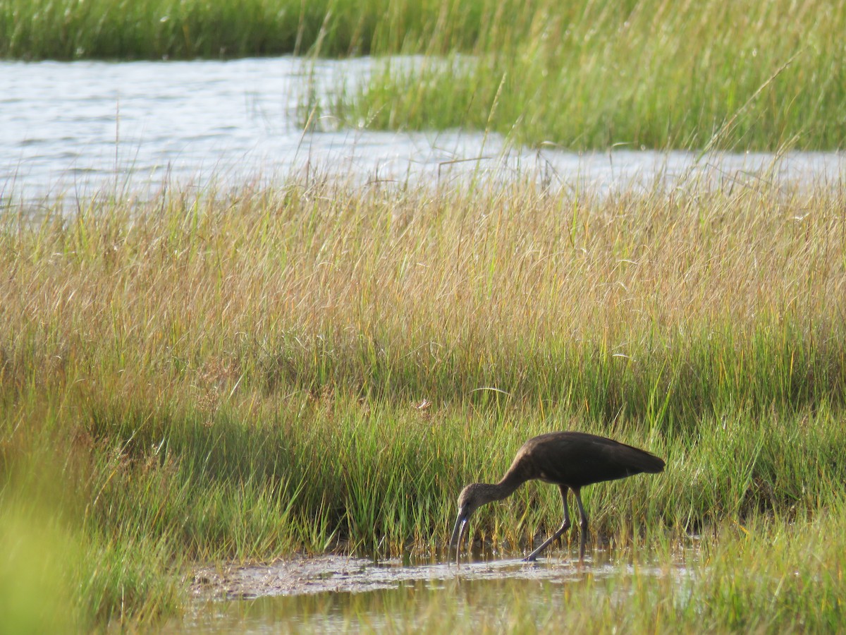 Glossy Ibis - ML642011932