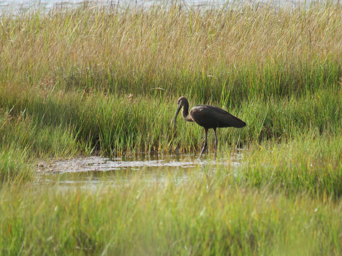 Glossy Ibis - ML642011933