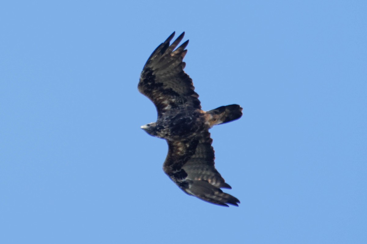 Águila Real - ML642011949