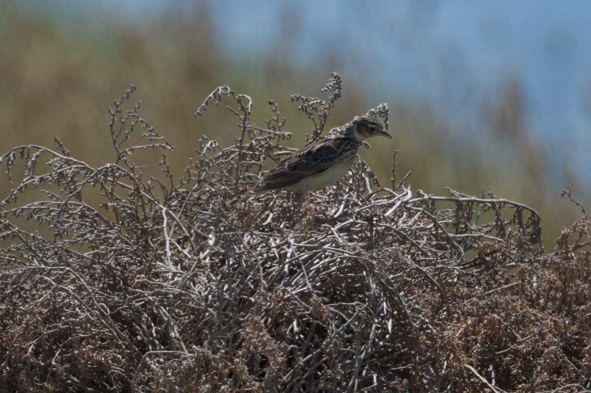 Eurasian Skylark - ML642011987