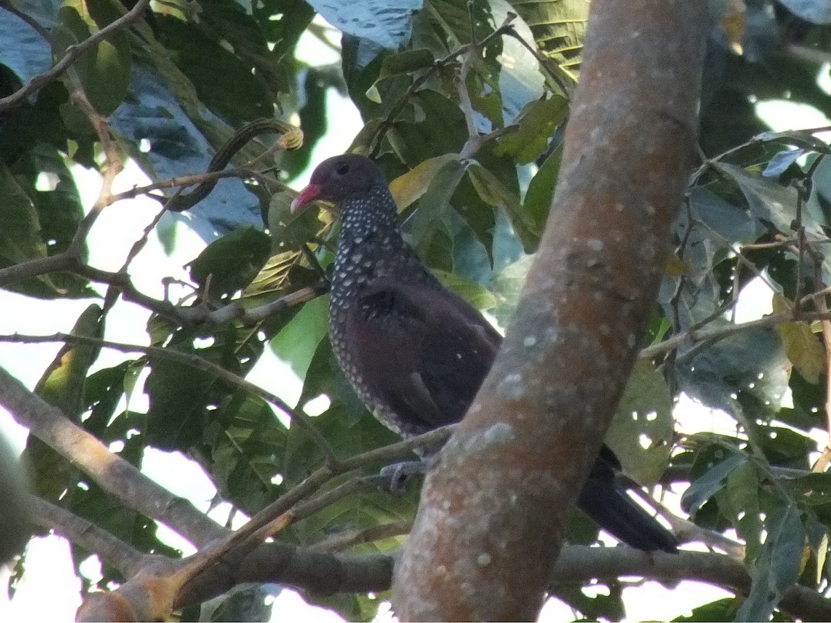 Scaled Pigeon - ML642011993