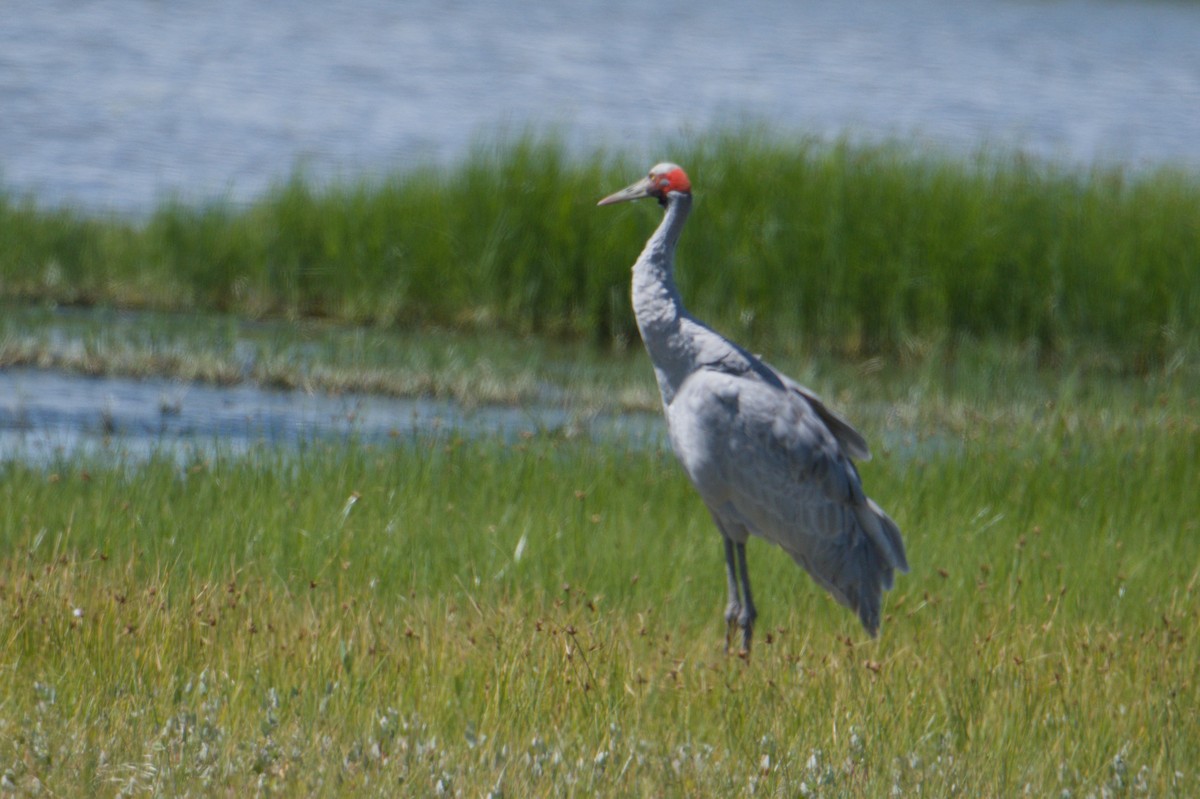 Brolga - ML642011994