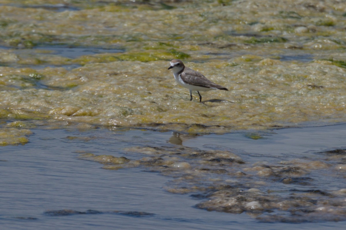 Red-capped Plover - ML642011998