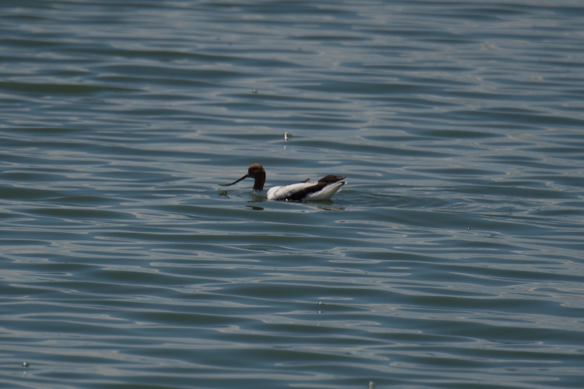 Red-necked Avocet - ML642012012