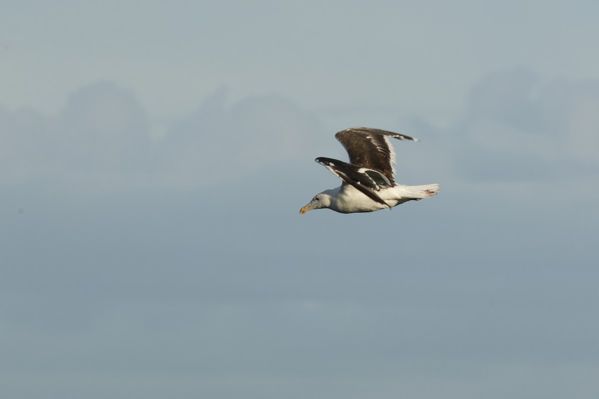 Great Black-backed Gull - ML642012018