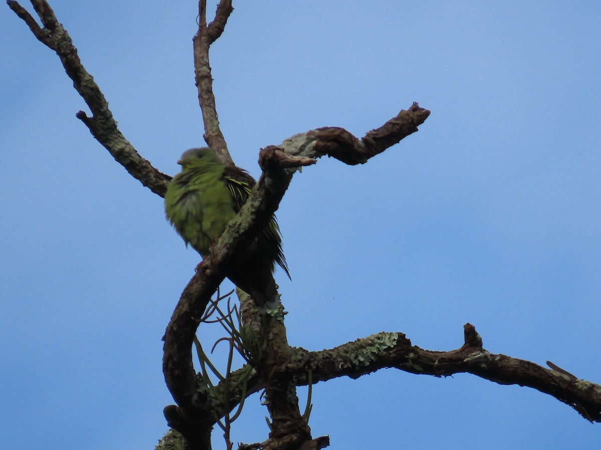Gray-fronted Green-Pigeon - ML642012019