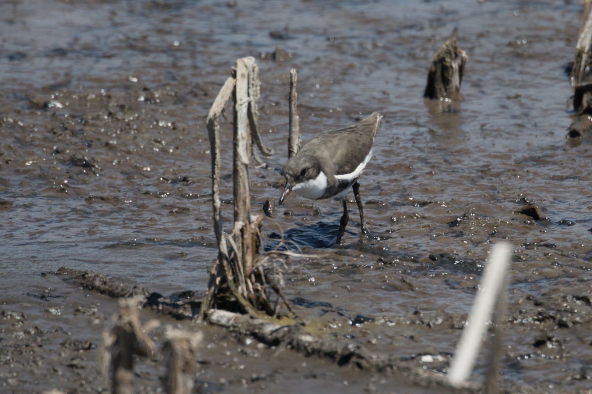 Red-kneed Dotterel - ML642012024