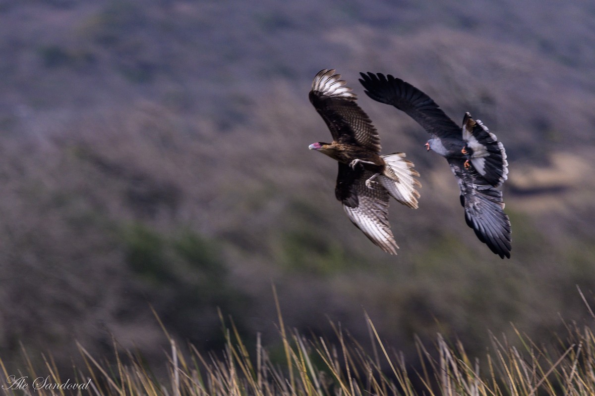 Snail Kite - ML642012027