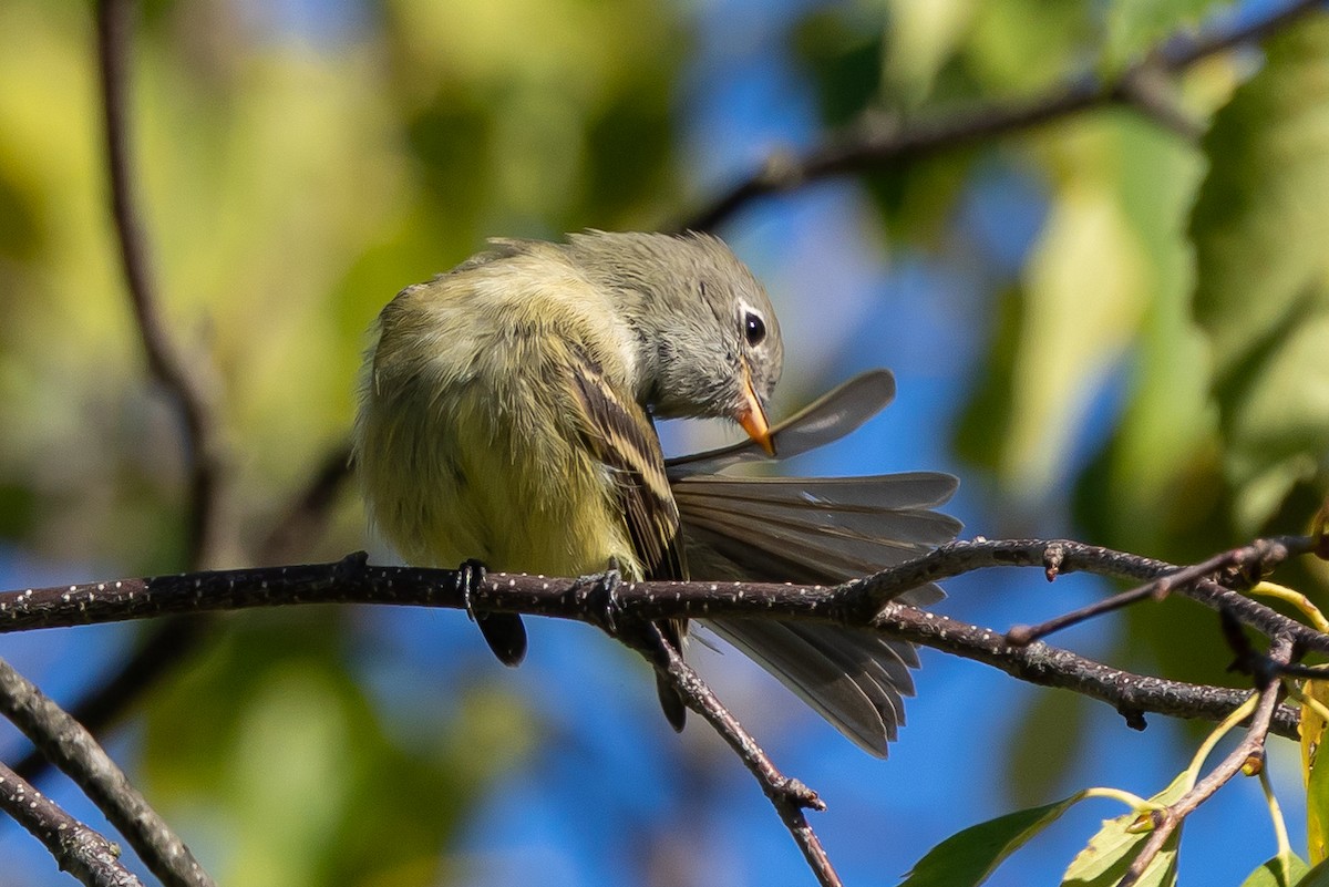 Hammond's Flycatcher - ML642012047