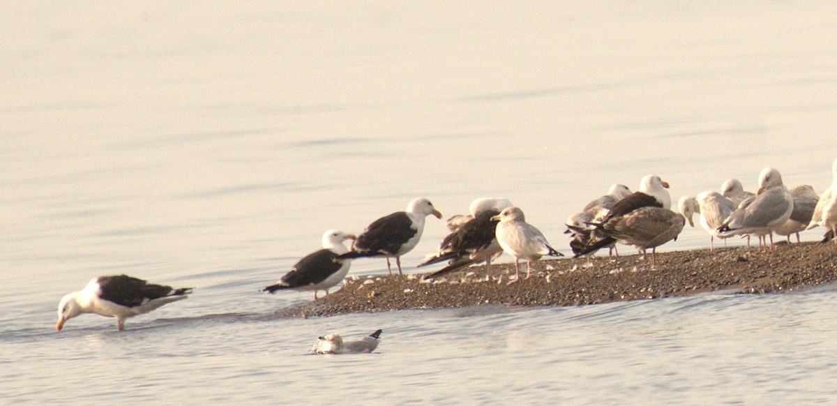 Great Black-backed Gull - ML642012054