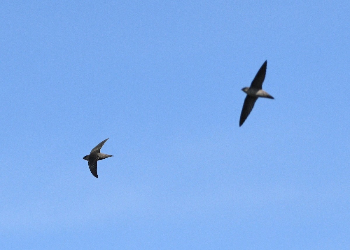 Vaux's Swift - ML642012066