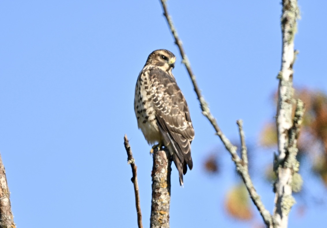 Broad-winged Hawk - ML642012107