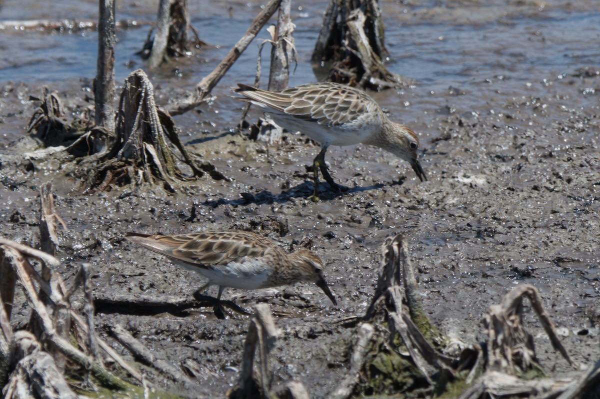 Pectoral Sandpiper - ML642012111