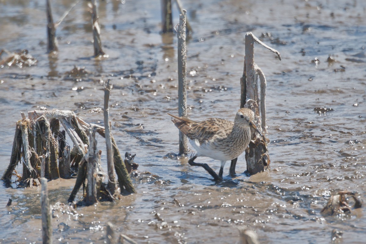 Pectoral Sandpiper - ML642012113