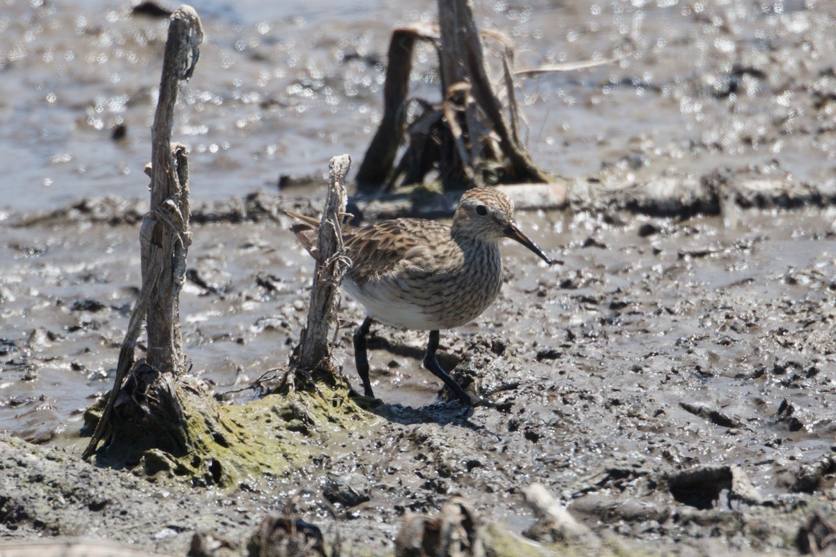 Pectoral Sandpiper - ML642012114
