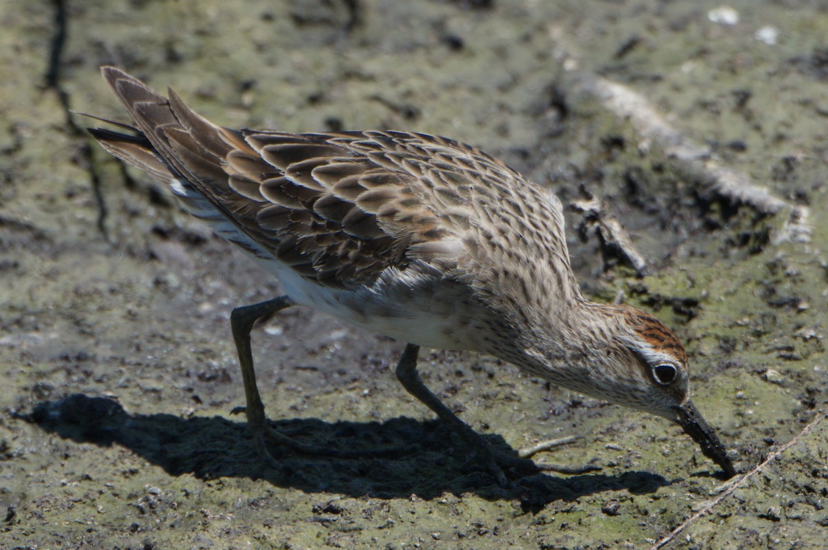 Sharp-tailed Sandpiper - ML642012118