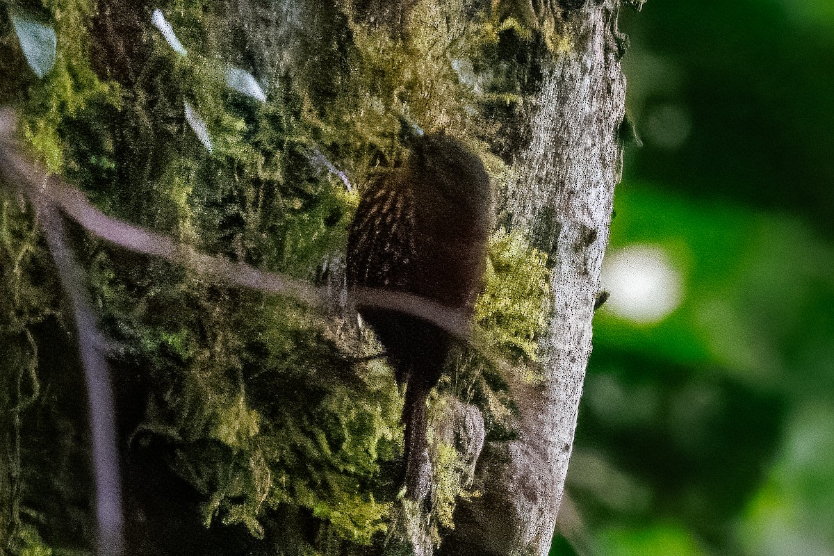 Spotted Barbtail - ML642012120