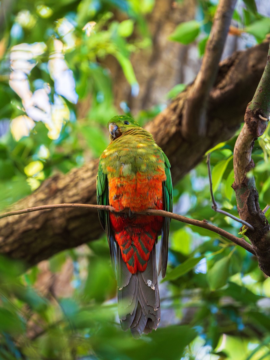 Australian King-Parrot - ML642012121