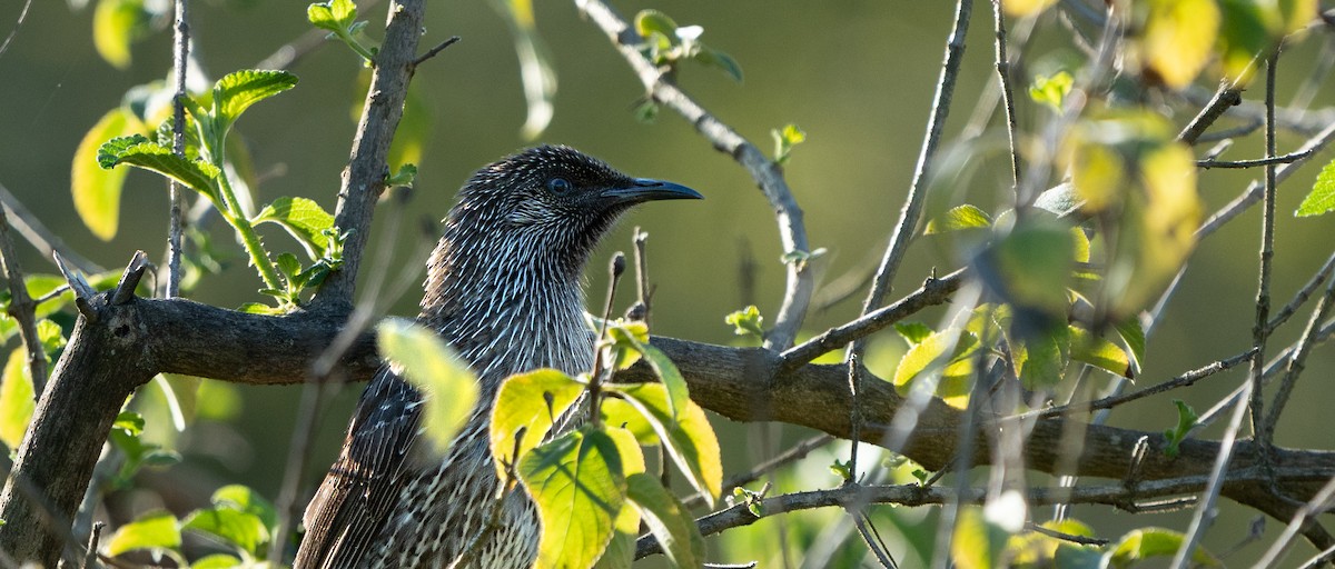 Медолюб-сережник східний - ML642012127