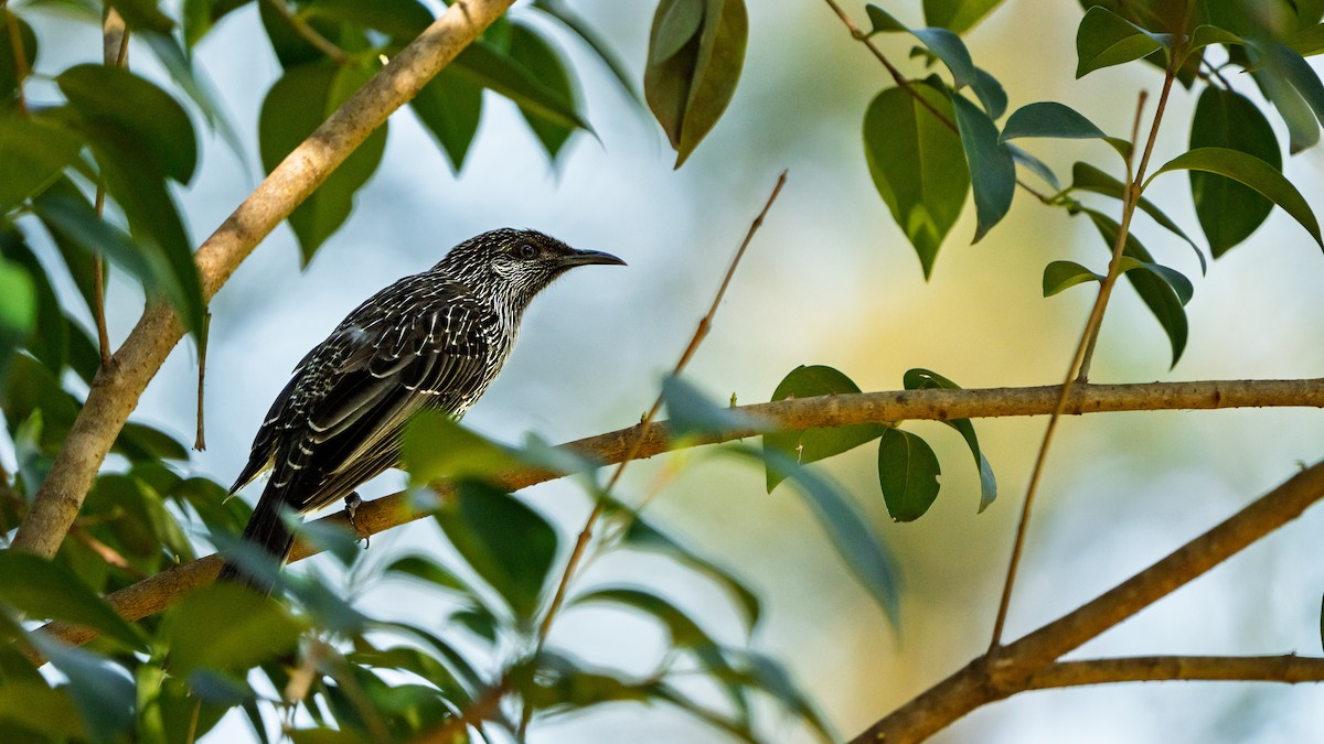 Медолюб-сережник східний - ML642012128