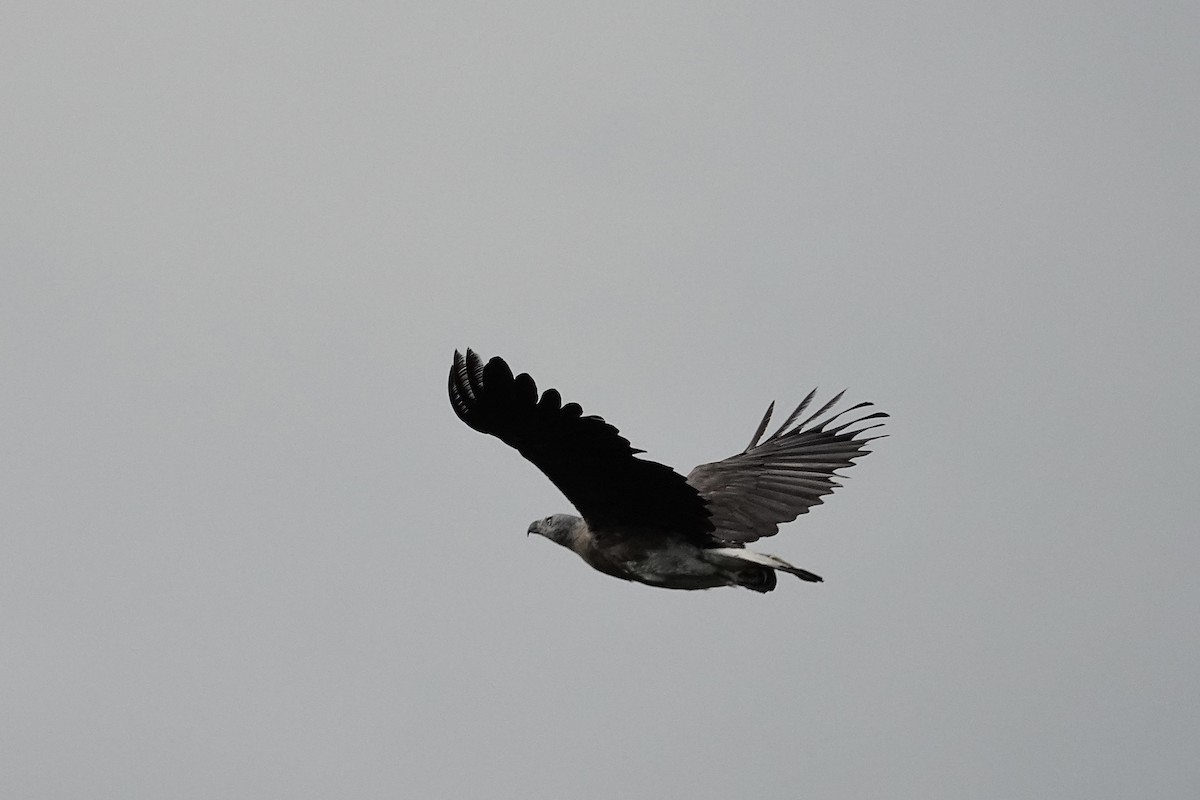 Gray-headed Fish-Eagle - ML642012141