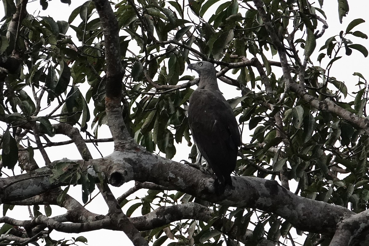Gray-headed Fish-Eagle - ML642012142