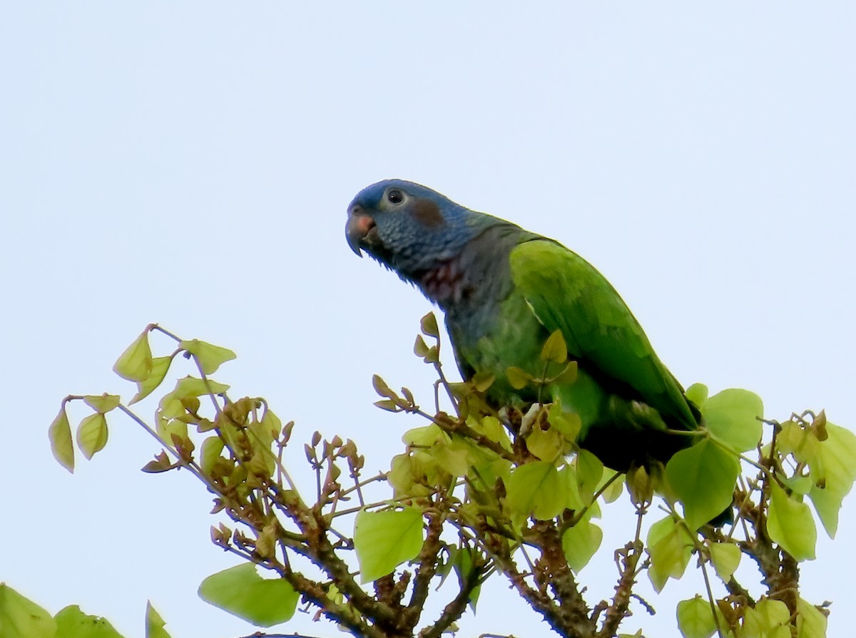 Blue-headed Parrot - ML642012149