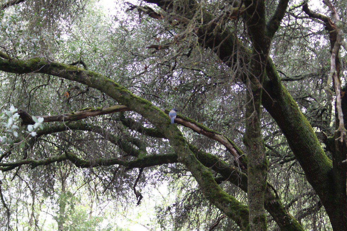California Scrub-Jay - ML642012154