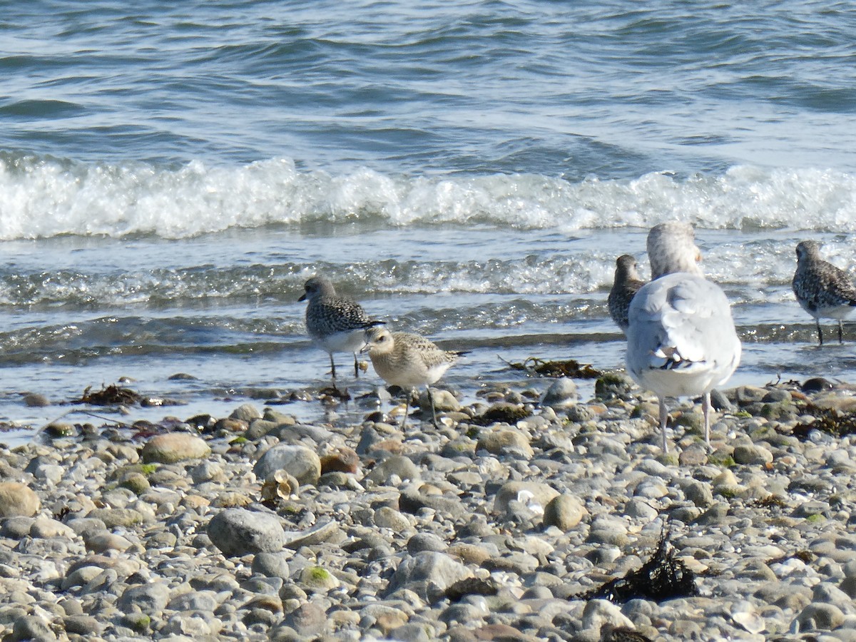 American Golden-Plover - ML642012157