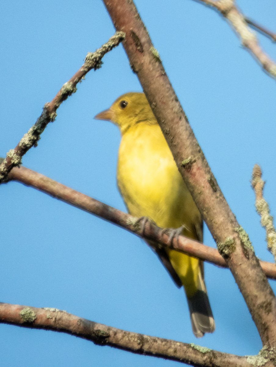 Scarlet Tanager - ML642012159