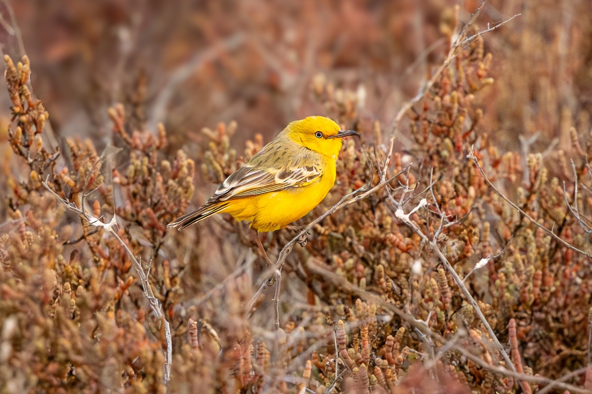 Yellow Chat - ML642012162