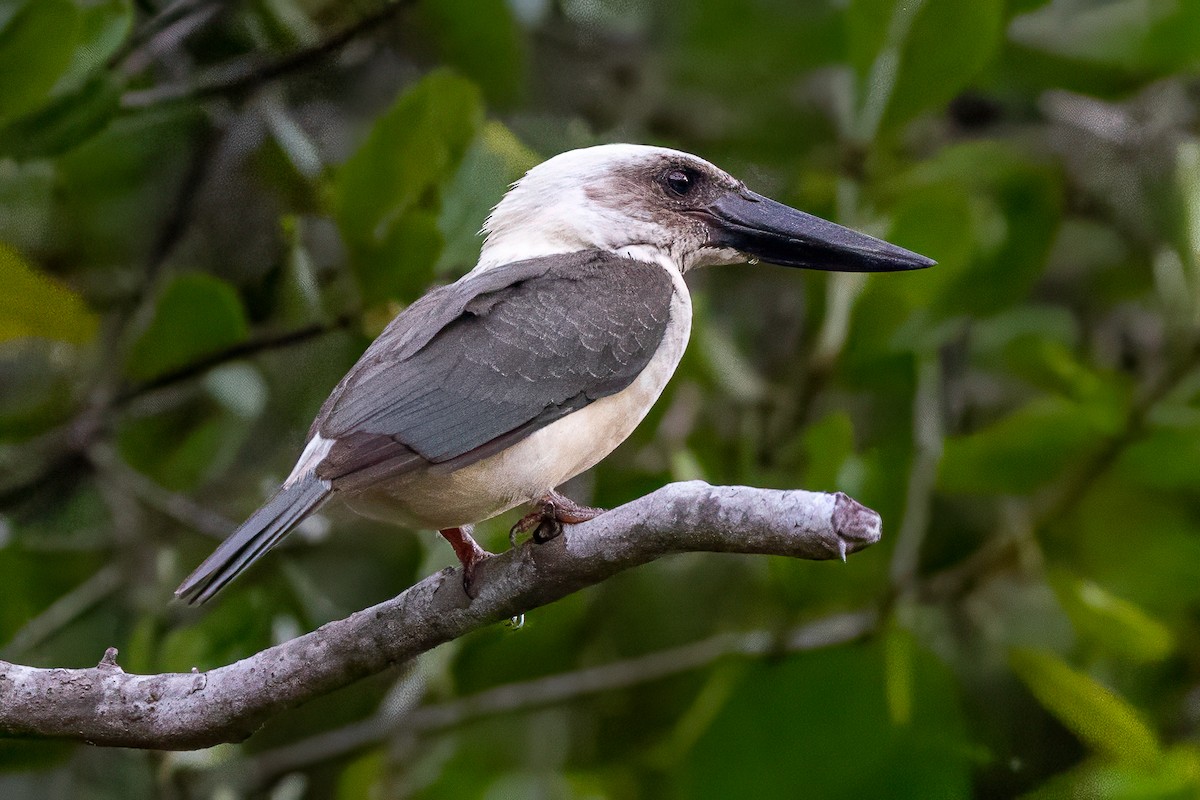 Great-billed Kingfisher - ML642012169