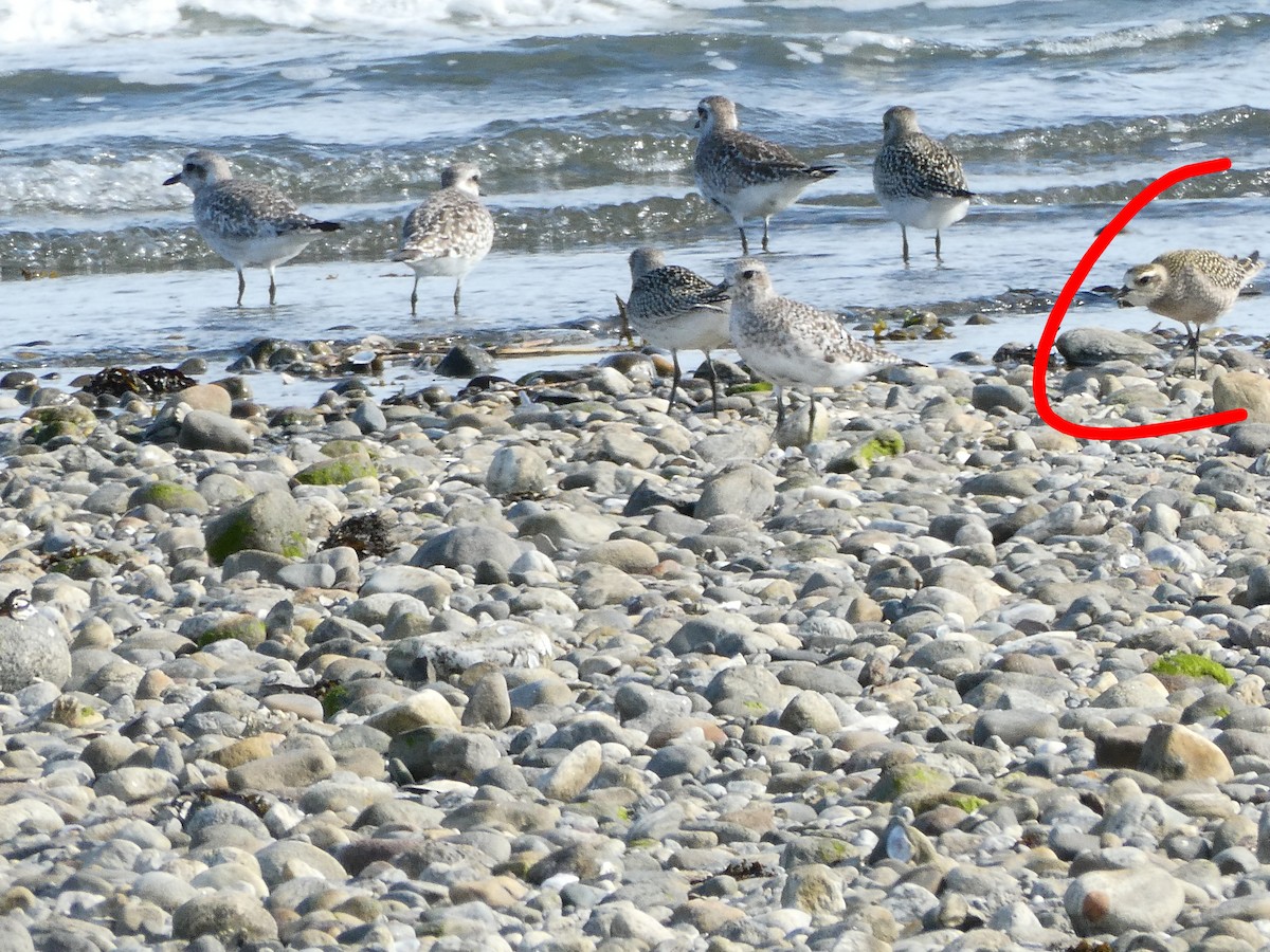 American Golden-Plover - ML642012174