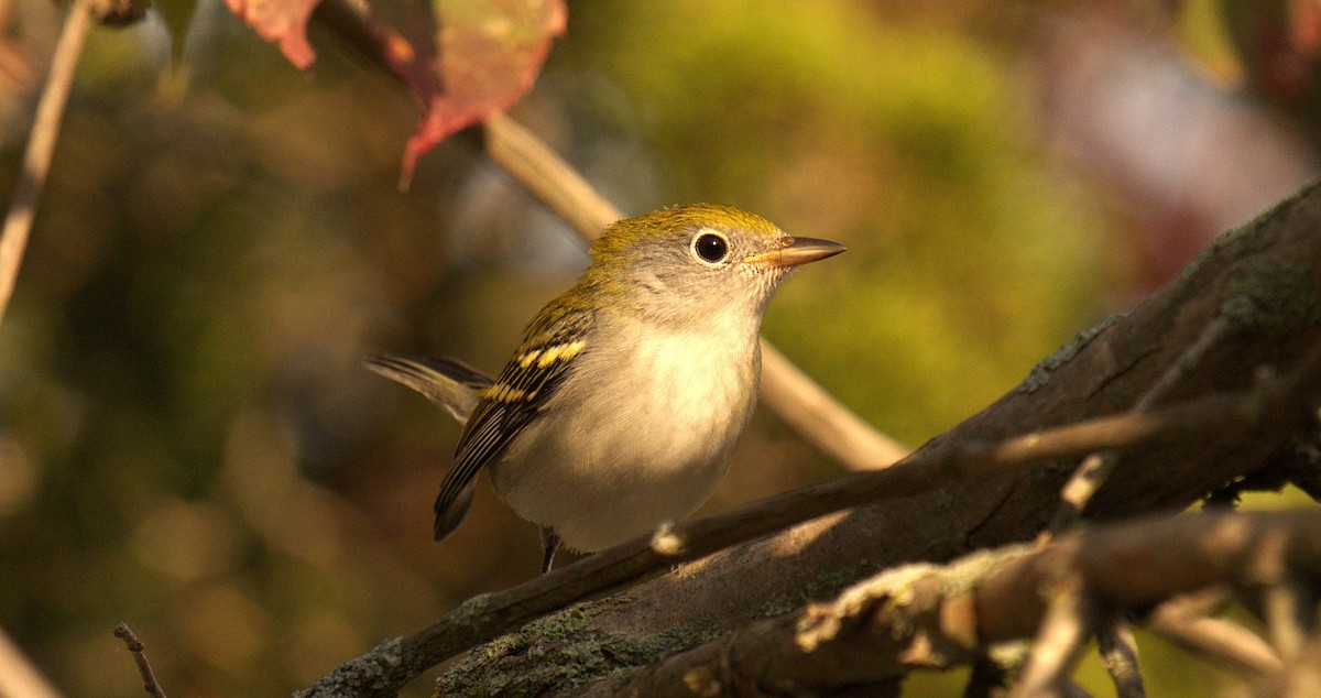 Chestnut-sided Warbler - ML642012181