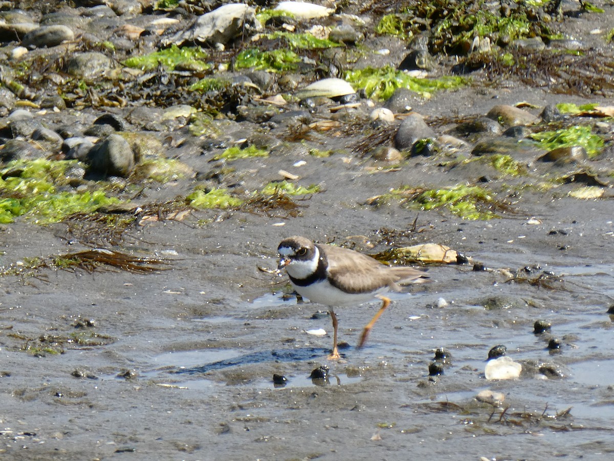 Semipalmated Plover - ML642012192