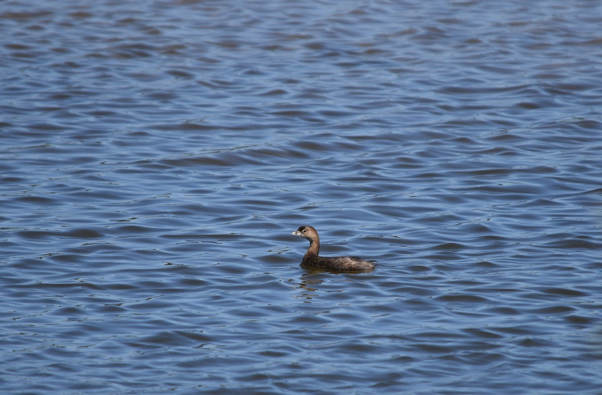 Pied-billed Grebe - ML642012194