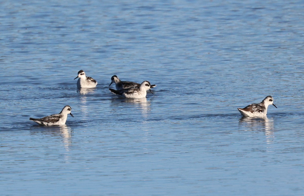Red-necked Phalarope - ML642012200