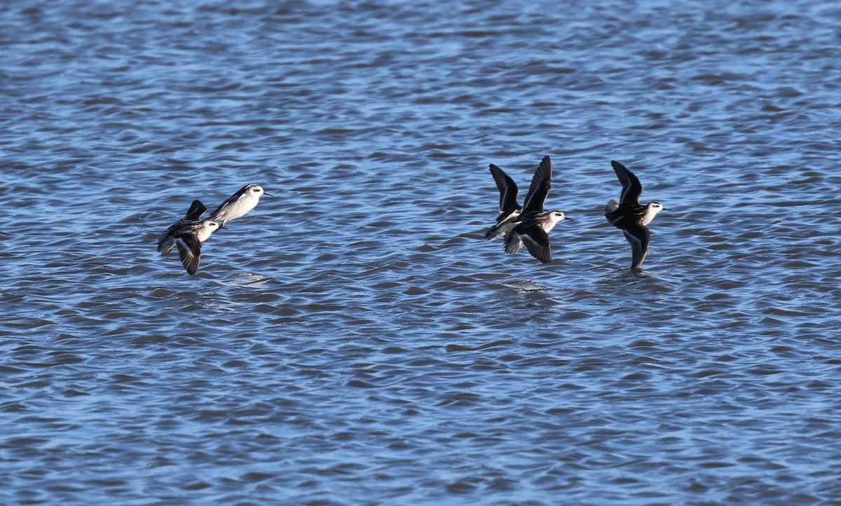 Red-necked Phalarope - ML642012201