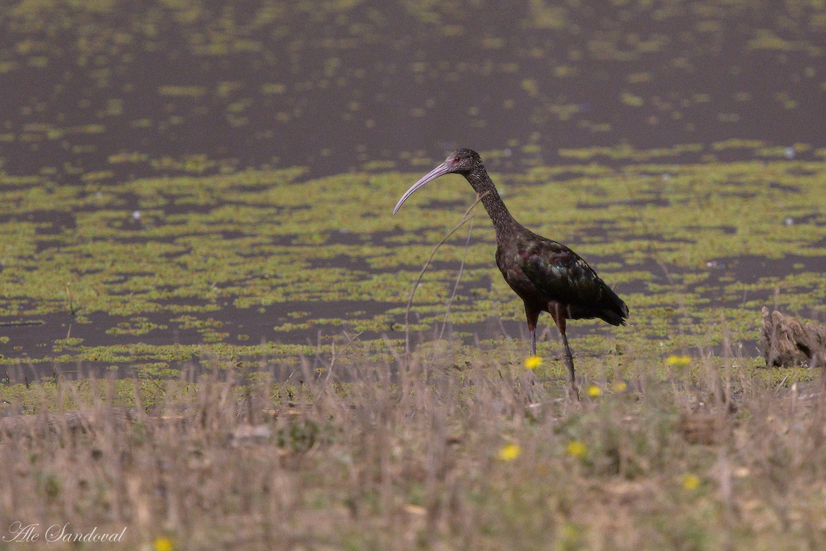 White-faced Ibis - ML642012202