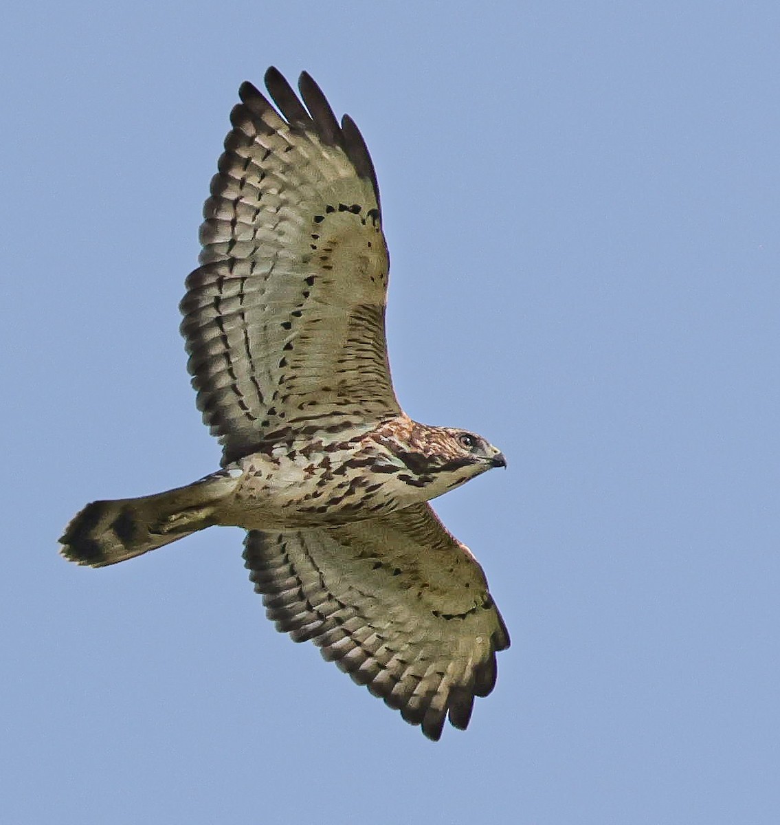 Broad-winged Hawk - ML642012205