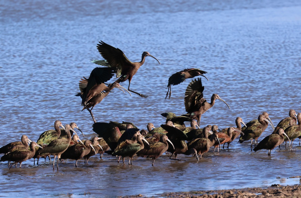 White-faced Ibis - ML642012216